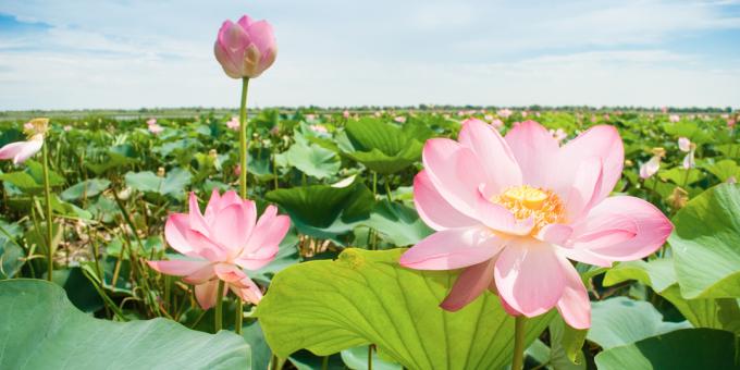Tal der Lotusblumen (Region Krasnodar)
