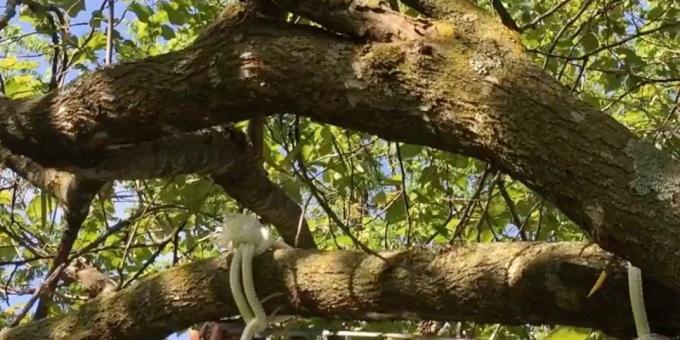 Sichern das Seil auf dem Baum