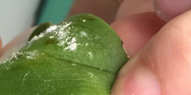 Wie wird man von mealybugs befreien