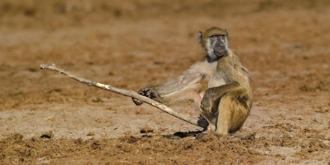 Die lächerlichste Fotos von Tieren - ein Affe mit einem Stock