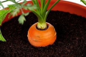 Mini-Garten in der Wohnung: Wie wächst Gemüse, Kräuter und sogar Erdbeeren zu Hause