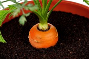 Mini-Garten in der Wohnung: Wie wächst Gemüse, Kräuter und sogar Erdbeeren zu Hause