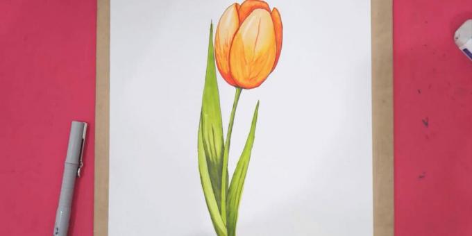 Wie man eine realistische Tulpe zeichnet