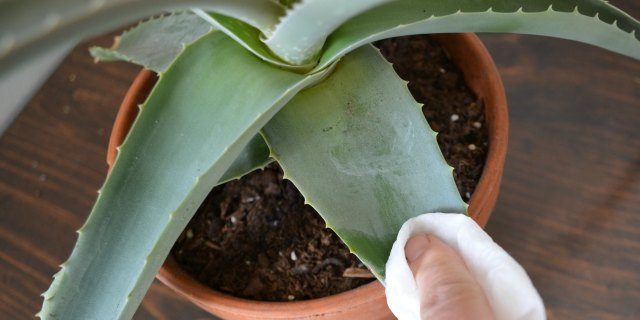 wie Staub von Aloe zu entfernen