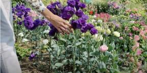 Eustoma für Setzlinge säen: wann und was tun, damit die Blüten bereits im Juni stehen