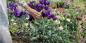 Eustoma für Setzlinge säen: wann und was tun, damit die Blüten bereits im Juni stehen