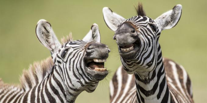 Die lächerlichste Fotos von Tieren - Zebra
