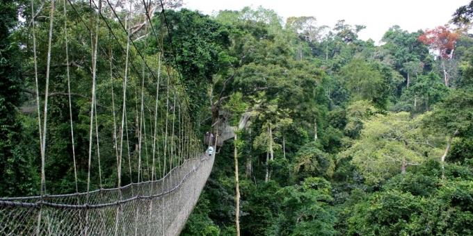 Die gruseligsten Brücken: die Seilbahn des Kakum-Nationalparks