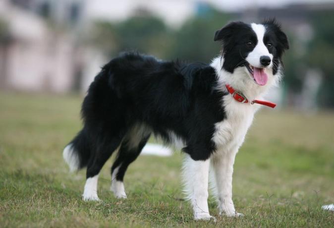 Top 10 klügsten Hunderassen: Border Collie