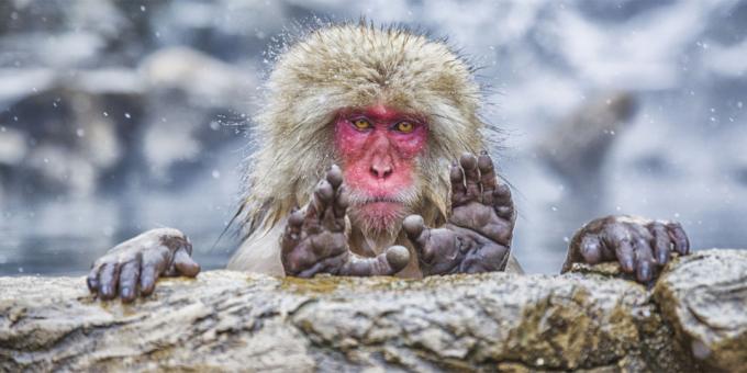 Die lächerlichste Fotos von Tieren - monkey