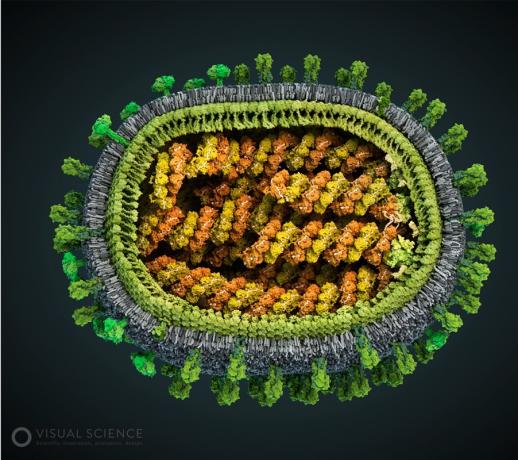 Modell des Influenza-Virus