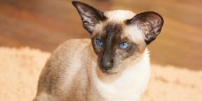 Siamesische Katze: Rassenbeschreibung, Charakter und Pflege