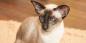 Siamesische Katze: Rassenbeschreibung, Charakter und Pflege