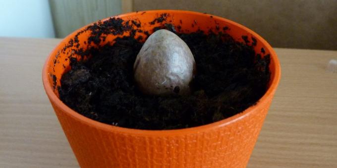 Der Stein in dem Topf: Wie eine Avocado aus einem Stein wachsen