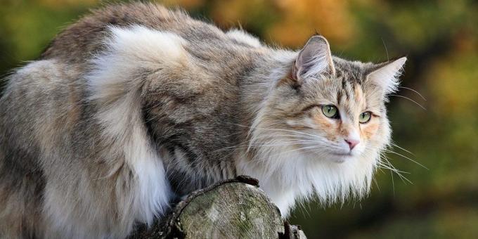 Große Katzen-Rassen: Norwegischer Wald