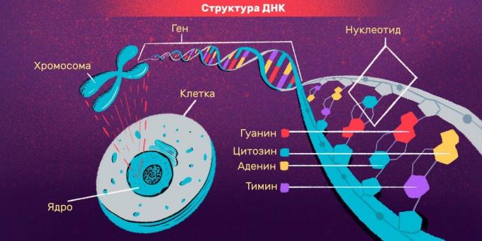 Persönliche Identifizierung und DNA-Tests: DNA-Struktur