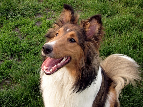 Top 10 klügsten Hunderassen: Shelties