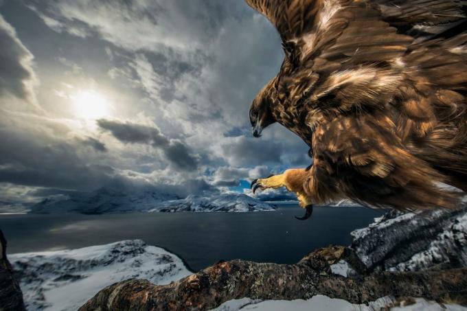20 der besten Fotos der Natur im Jahr 2019 nach dem Naturfotografen des Jahres