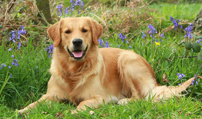 Top 10 klügsten Hunderassen: Golden Retriever