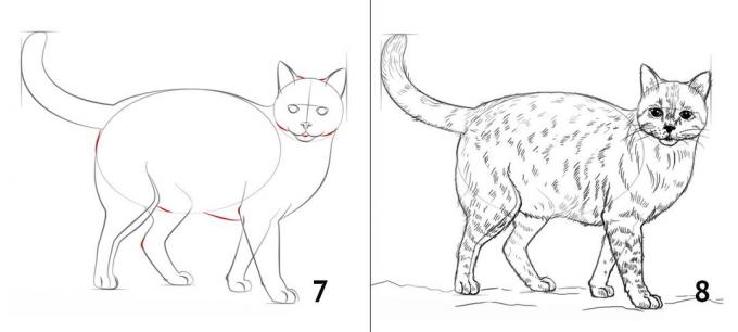Wie eine Katze zeichnen