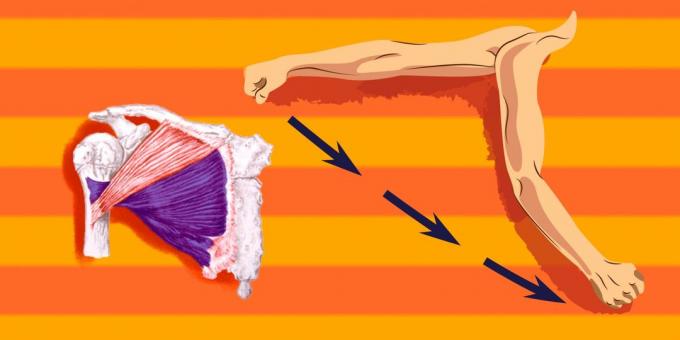 Übungen zu den Brustmuskeln: laden mehr als der unteren Teil des Brustmuskels, Sie haben die in Richtung der Schulter zugeteilten nach vorne und nach unten zu übersetzen