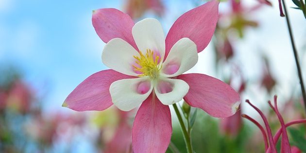 Stauden, blühende den ganzen Sommer: Aquilegia