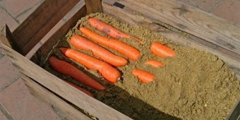 So lagern Karotten in den Boxen: Alternate Schichten bis zum Ende der Karotte