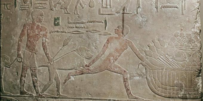 Fakten zum alten Ägypten: Ägypter benutzten Paviane anstelle von Hunden