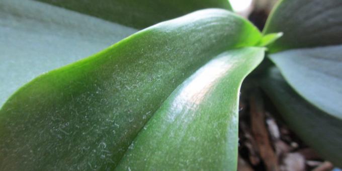 Wie die Orchidee zum Wasser: auf den Blättern befreit von dem Staub zu erhalten, für Dusch Anlage anordnen