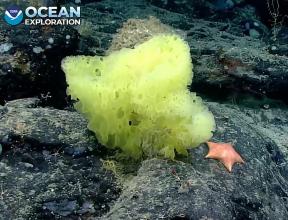 Ein tiefes Tauchfahrzeug entdeckte SpongeBob und Patrick auf dem Grund des Ozeans