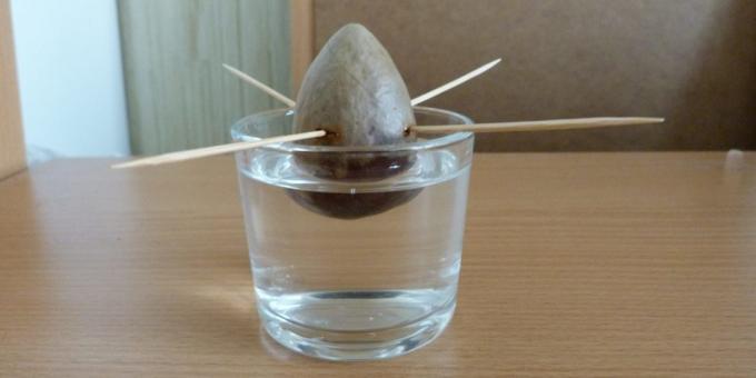 Der Stein in Wasser: Wie eine Avocado aus einem Stein wachsen