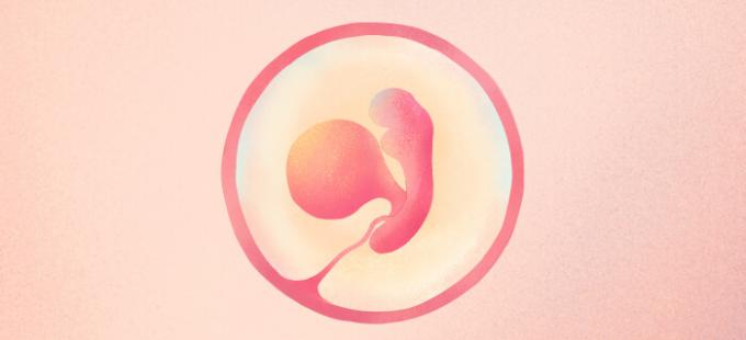 Wie sieht ein Baby in der 5. Schwangerschaftswoche aus?