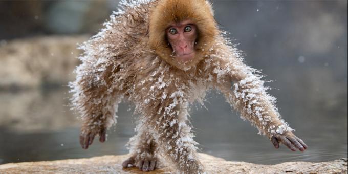Funniest Tierfotos - gefroren Affe