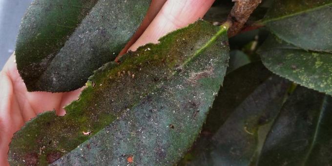 Was tun, wenn Farben mealybug erschienen: Auf den süßen Sekret der Schädling Zeit rußigen Pilz entwickelt sich über