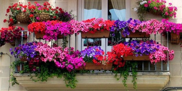 Blumen auf dem Balkon