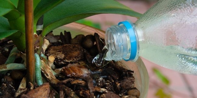 Wie man Wasser die Orchidee: Versuchen Sie, die Anlage selbst zu erhalten, wenn Wasser gegossen