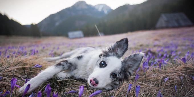 Wie schön Fotos von Hunden zu machen: die Kamera und Objektiv ist wichtig