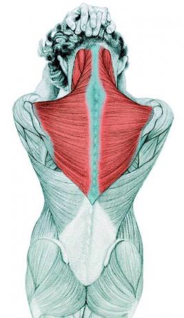 Anatomie der Dehnung: Dehnung der Nackenbeuger