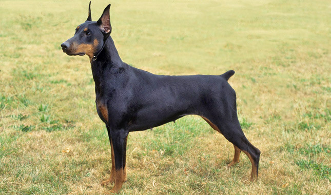 Top 10 klügsten Hunderassen: Dobermann