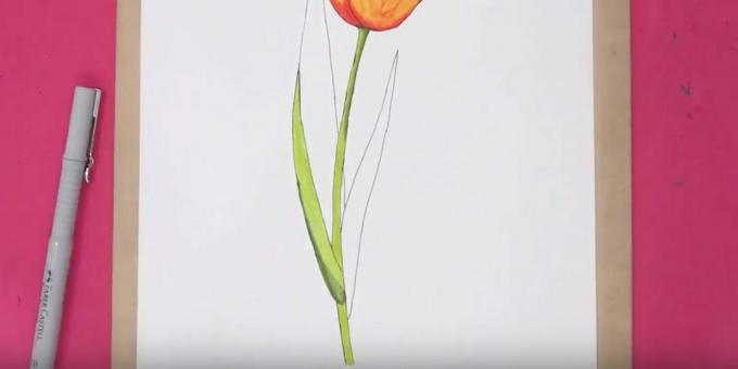 So zeichnen Sie eine Tulpe: Malen Sie den Stiel und einen Teil des Blattes