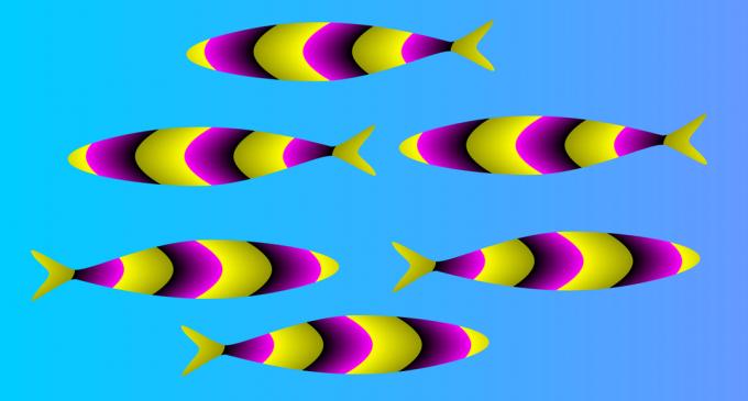 optische Täuschung: Fische