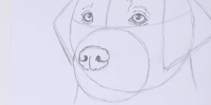 Zeichnen Sie die Nase des Hundes