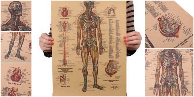 Plakat „Das menschliche Nervensystem“