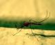 Schutz vor dem „Blutsauger“: Hausmittel gegen Mücken und anderes Ungeziefer