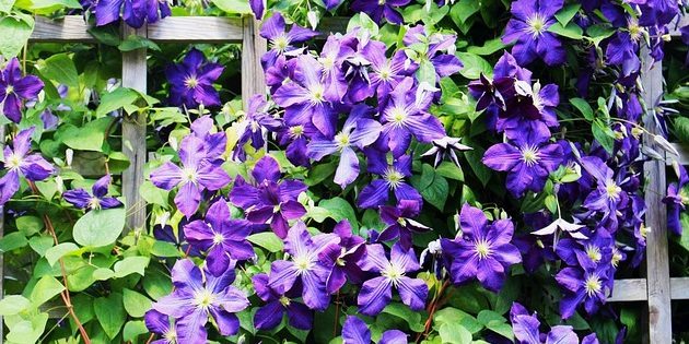 Stauden, blühende den ganzen Sommer: Clematis