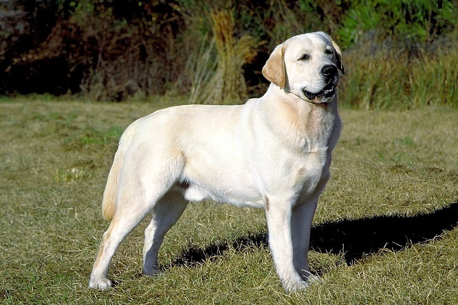 Top 10 klügsten Hunderassen: Labrador Retriever