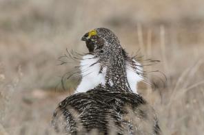 "Ein Vogel wird jetzt herausfliegen": 10 beste Fotos vom Wettbewerb der National Audubon Society