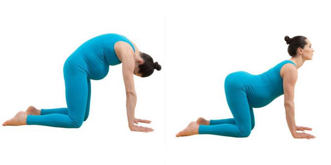 Yoga für Schwangere: Haltung "cat-ox" (mardzhariasana-bitilasana)