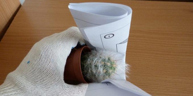 Wie für Kakteen interessieren: Wie man einen Kaktus verpflanzen