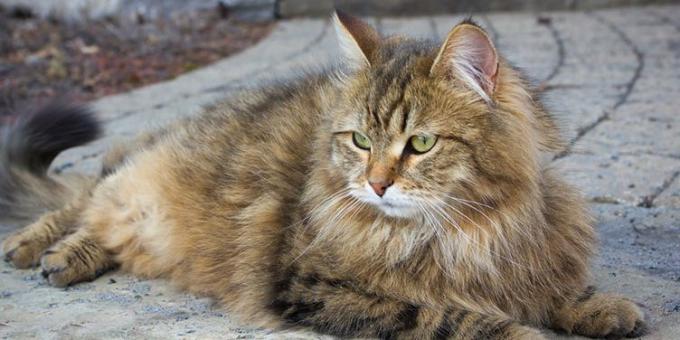 Große Katzen-Rassen: Siberian